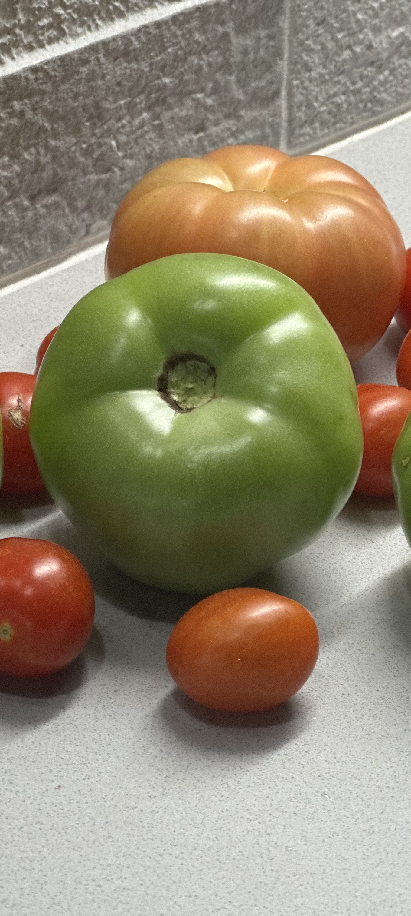 A vibrant mix of heirloom, green, and cherry tomatoes fresh from the garden — plant-based ingredients in full color